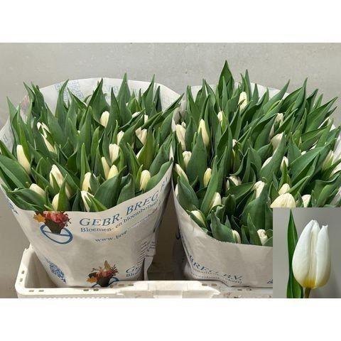 <h4>TU EN WHITE PRINCE</h4>