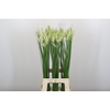 Nerine Adele