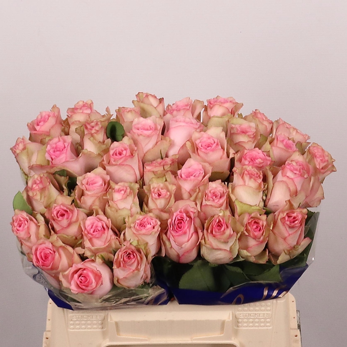 <h4>R GR PALOMA STEFFI</h4>