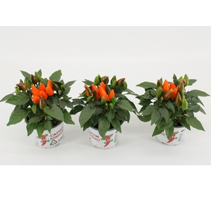 Capsicum Favorit Orange