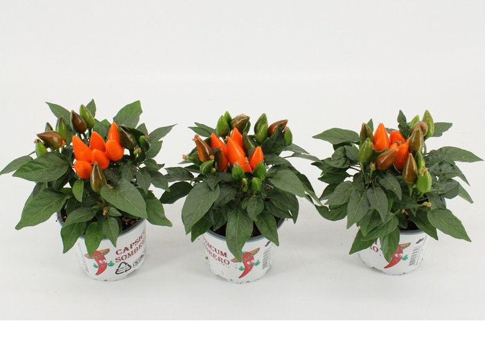 <h4>Capsicum Favorit Orange</h4>