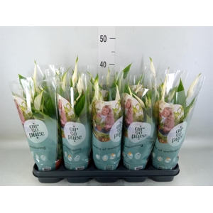 Spathiphyllum 'Torelli'