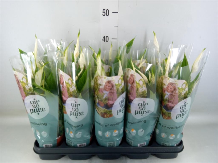 <h4>Spathiphyllum  'Torelli'</h4>