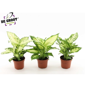 Dieffenbachia mix