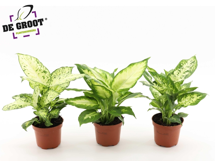 <h4>Dieffenbachia mix</h4>
