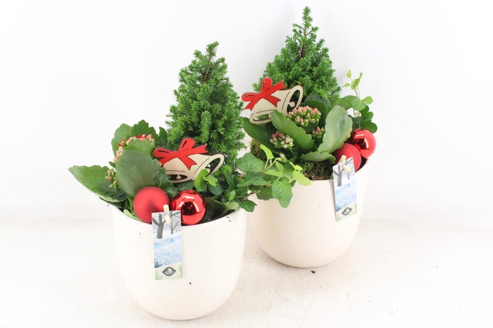 <h4>arr2 JS - Ker. pot white x3 picea</h4>