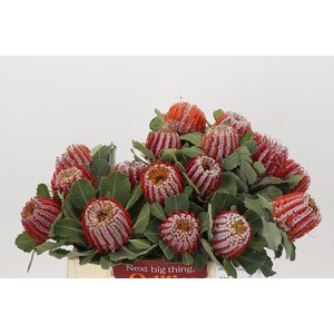 Banksia Coccinea