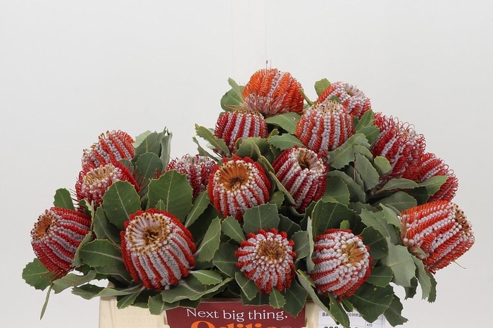 <h4>Banksia Coccinea</h4>