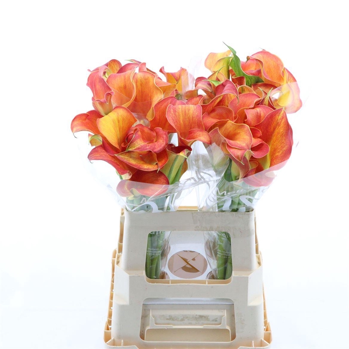 <h4>Calla Odeon | Dubbelbloemig</h4>