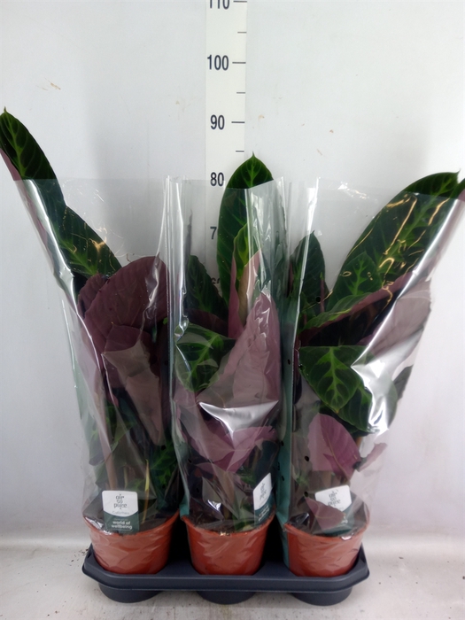 <h4>Calathea warscewiczii</h4>