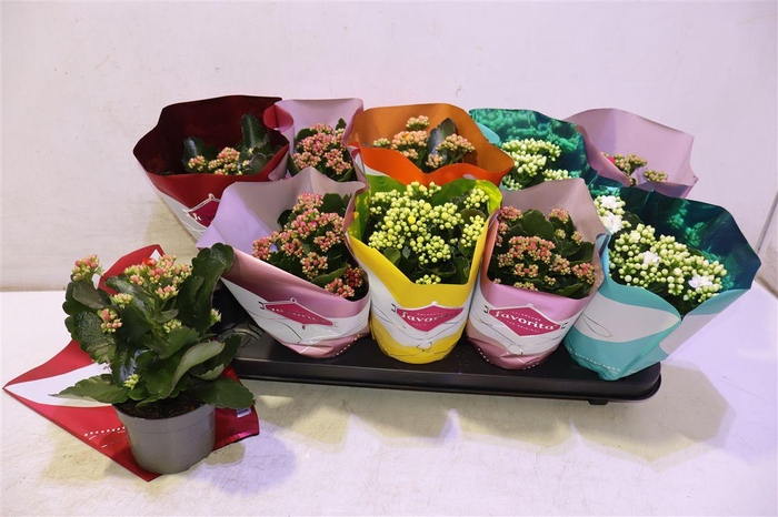 <h4>arr8 Kal Ge Perf Gem 5 Kl</h4>