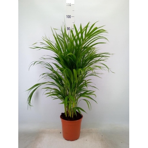 Dypsis lutescens   ...Chrysalidoca