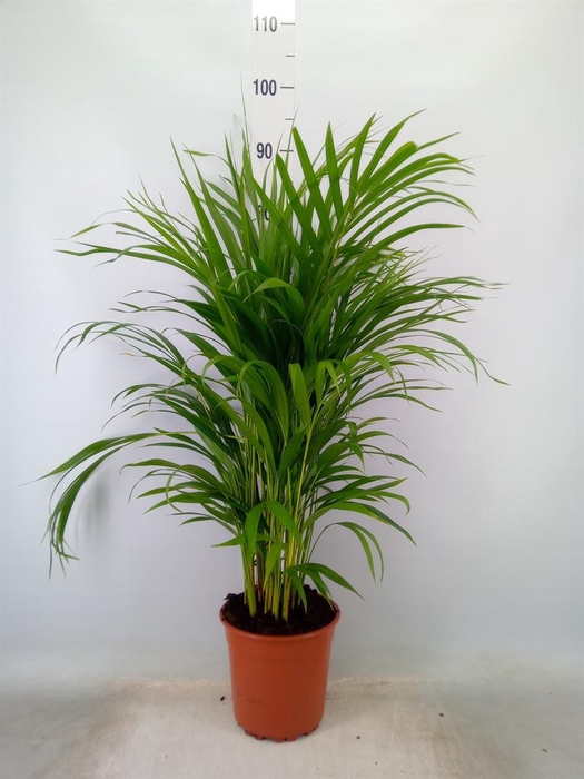 <h4>Dypsis lutescens   ...Chrysalidoca</h4>