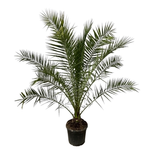 Phoenix Canariensis - 250cm