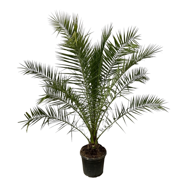 <h4>Phoenix Canariensis - 250cm</h4>