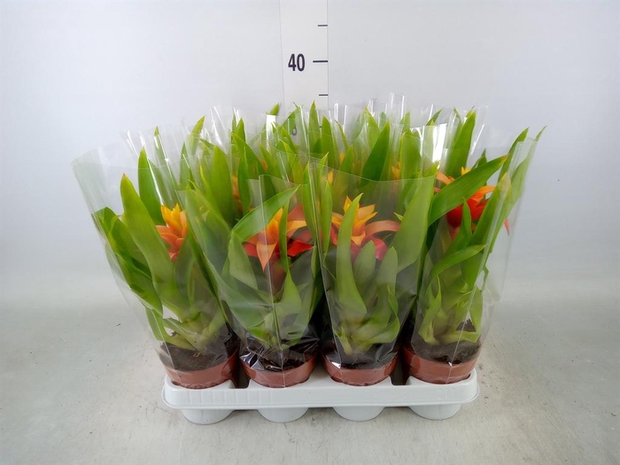 <h4>Guzmania 'Flava'</h4>