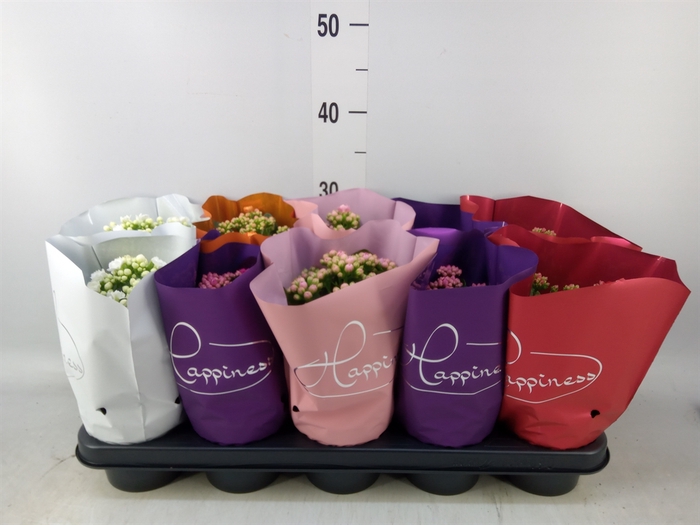 <h4>Kalanchoe blos.   ..rosebud rs fl 5</h4>