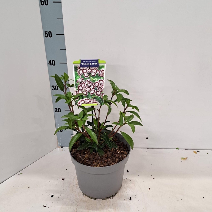 <h4>Kalmia latifolia</h4>