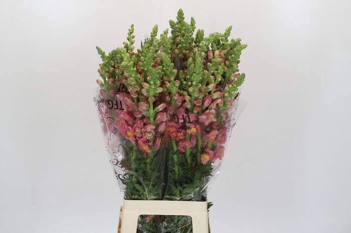 <h4>Antirrhinum Potomac Dark Orange</h4>