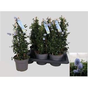 Cean Th Repens