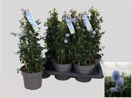 Cean Th Repens