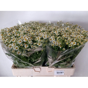TANACETUM PARTH. 'CAMERON'