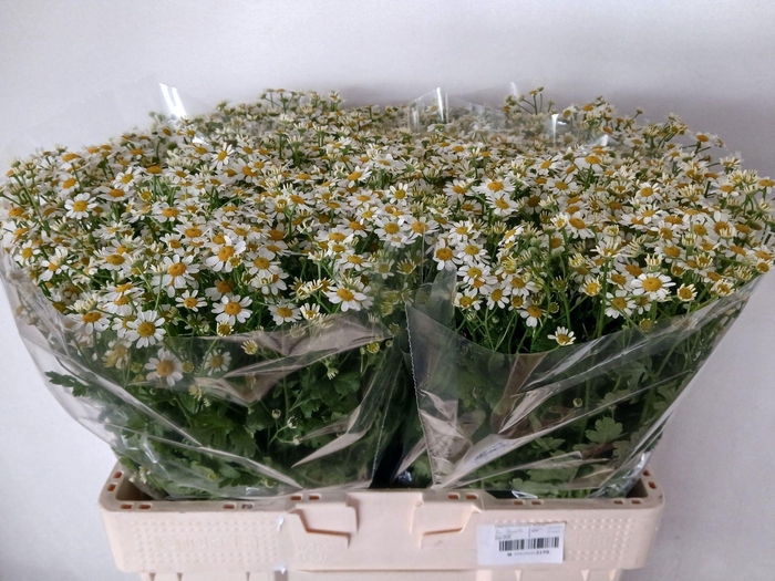 <h4>TANACETUM PARTH. 'CAMERON'</h4>