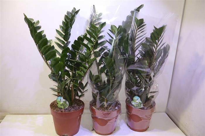 <h4>Zamio Zamiifolia</h4>