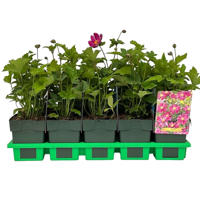 <h4>Anemone hupehensis Prinz Heinrich</h4>