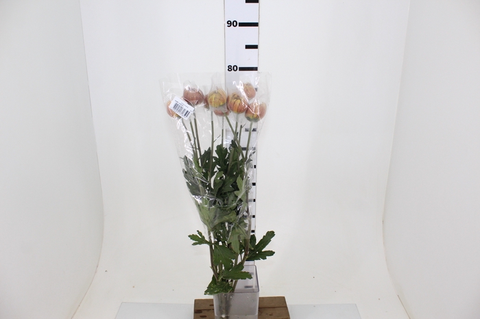 ANASTASIA GOLD BRONZE 070 CM LARANJA