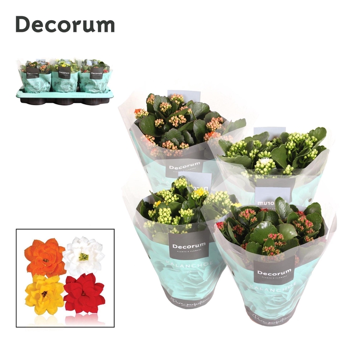 <h4>Kalanchoe gevuld gemengd 4klr.</h4>