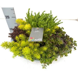 SEDUM GEM