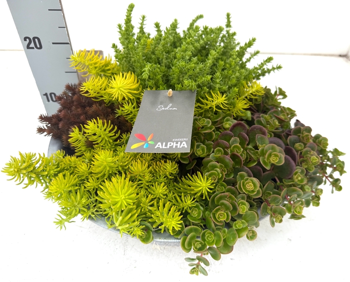 <h4>SEDUM GEM</h4>