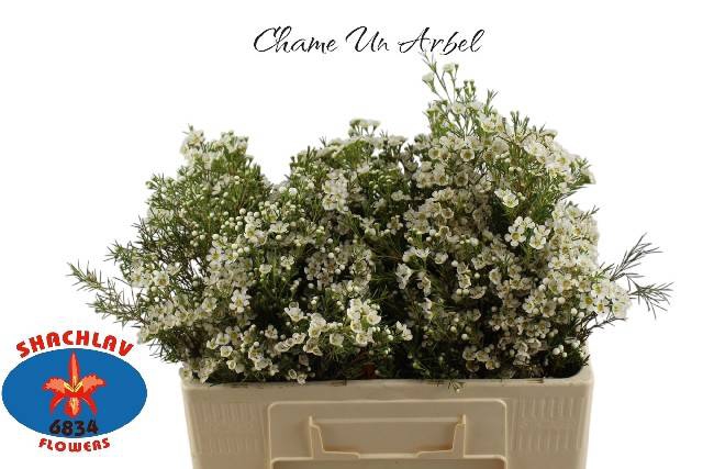 <h4>CHAME UN ARBEL</h4>