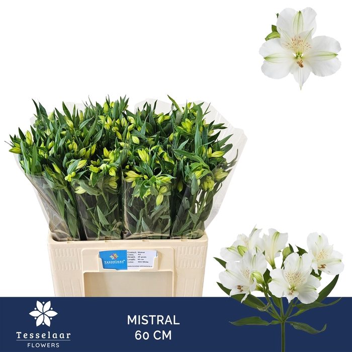 <h4>ALSTR MISTRAL</h4>