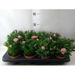 Dianthus  'Oscar White And Red'
