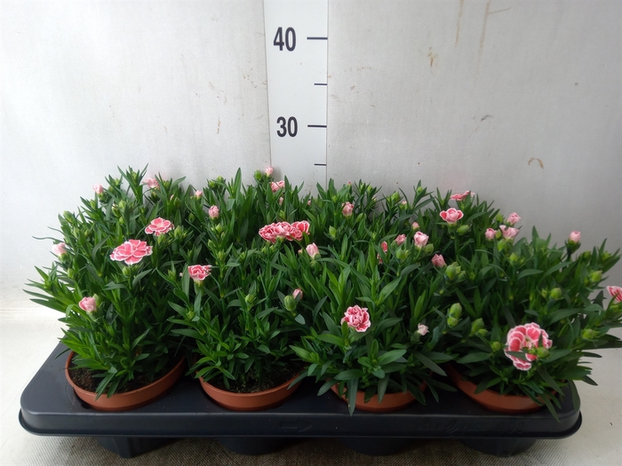 <h4>Dianthus  'Oscar White And Red'</h4>