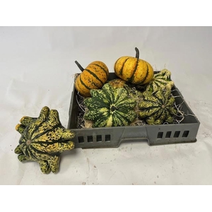 CUCURBITA