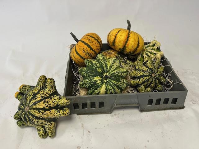 <h4>CUCURBITA</h4>