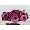 Dahlia Muchacha