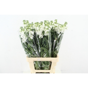 MATTHIOLA IRON WHITE