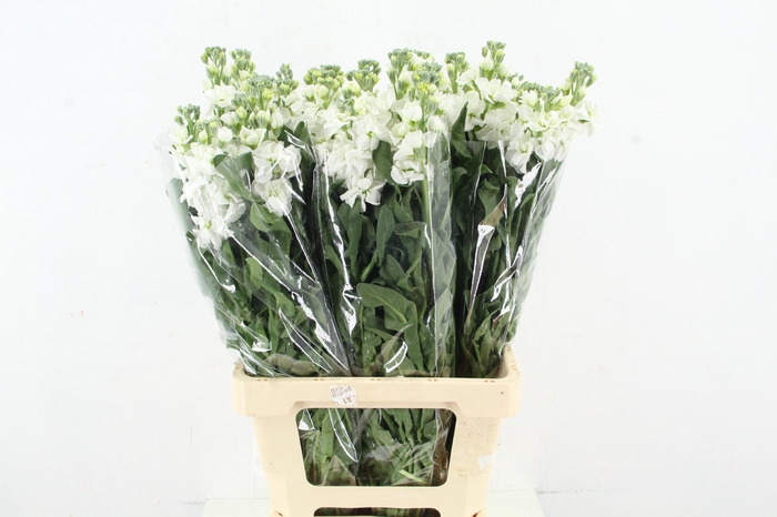 <h4>MATTHIOLA IRON WHITE</h4>