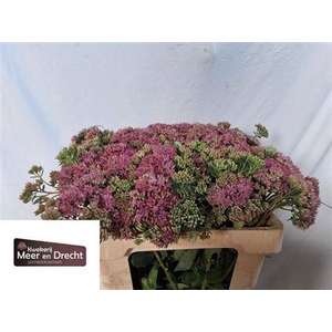 Sedum Sp Carl