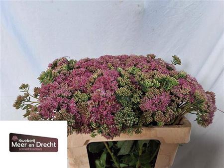 <h4>Sedum Sp Carl</h4>