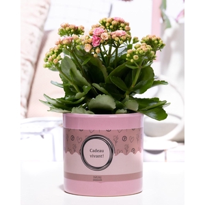 Kalanchoe pink in P&P cadeau concept: CADEAU VIVANT!
