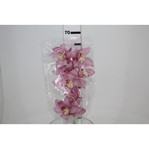 CYMBIDIUM HT 5/9 FLS ROSA