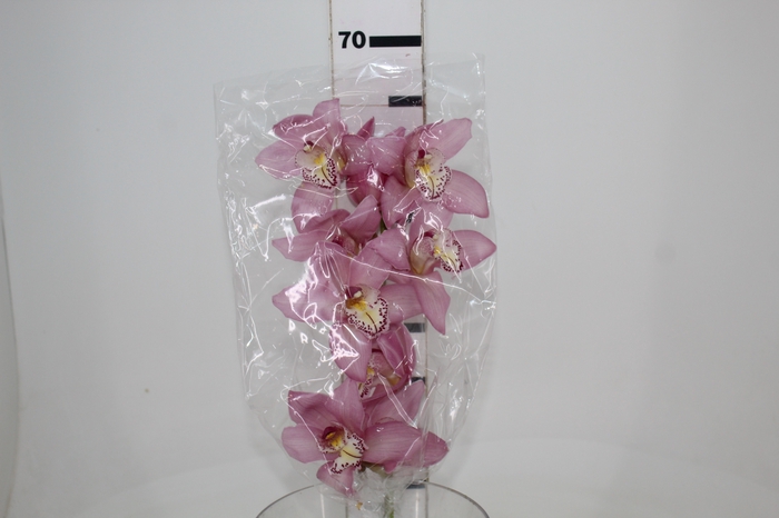 <h4>CYMBIDIUM HT 5/9 FLS ROSA</h4>
