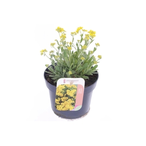 Alyssum saxatilis