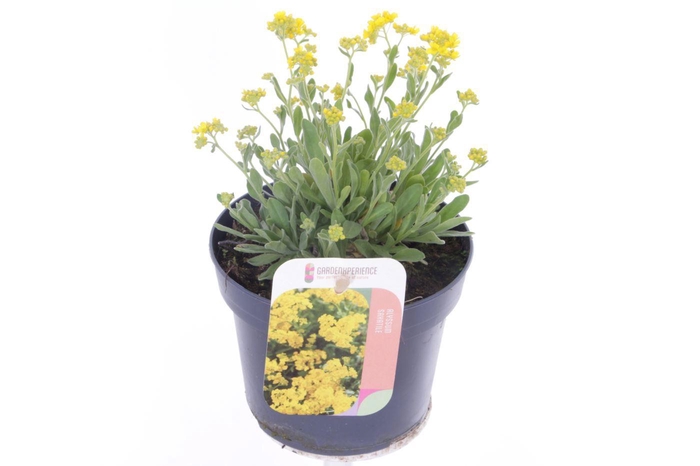 <h4>Alyssum saxatilis</h4>