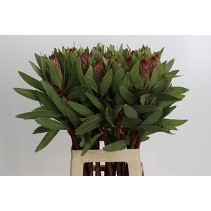 Protea Robijn
